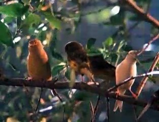 Xena 4x13 paradise found