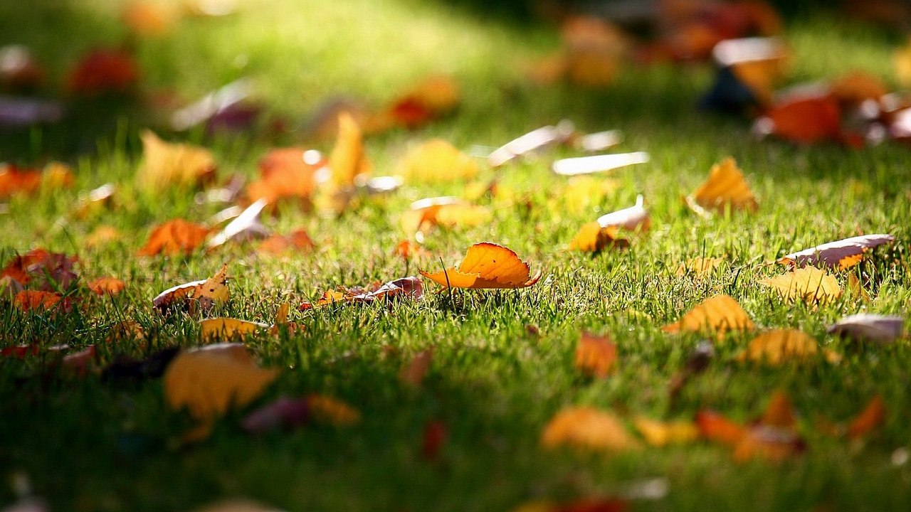 حماده هلال - سبونج بوب HQ Audio HD1080p Full Screen Many Photos