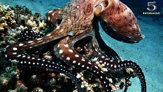 6 Interesting Facts about Octopus