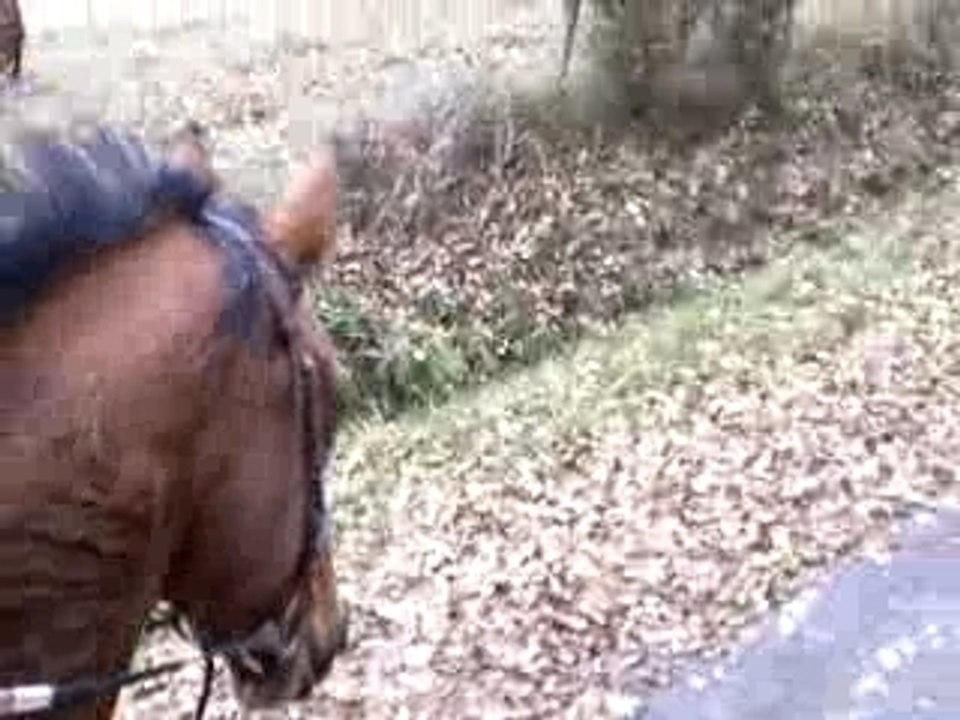 Balade à cheval
