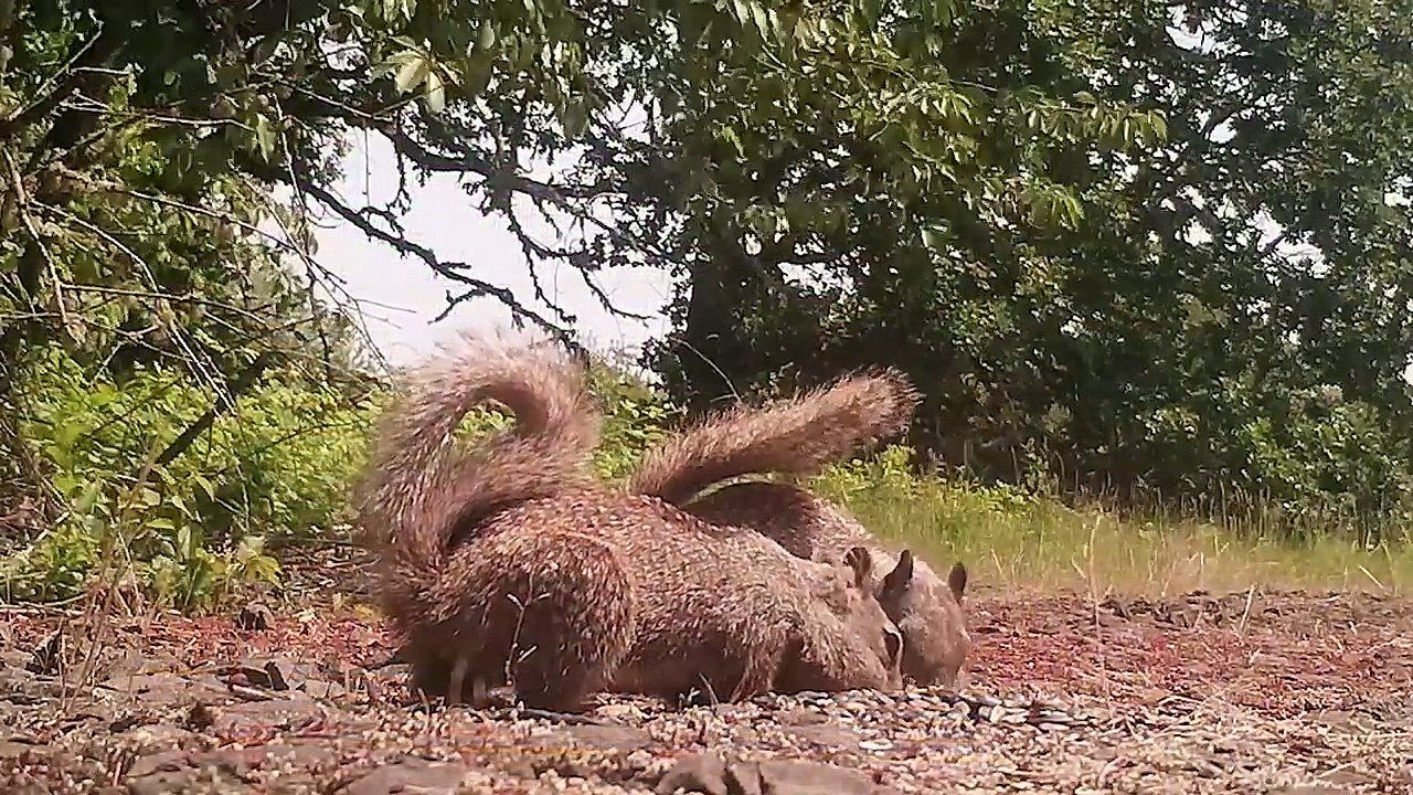 The SQUIRRELINATOR Squirrel Trap Is Awesome - Best Ground Squirrel Trap - Mousetrap Monday