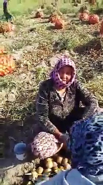 "Пачка спичек 100 сум, килограмм лука 200 сум"Крестьяне в Сурхандарье рассказывают о том, что предложенная сумма за лук не оправдывает даже расходов на его вы