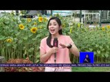 NET.MUDIK 2018- Live Report, Festival Bunga Matahari di Bandung  -NET12