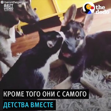 Лучшие друзья