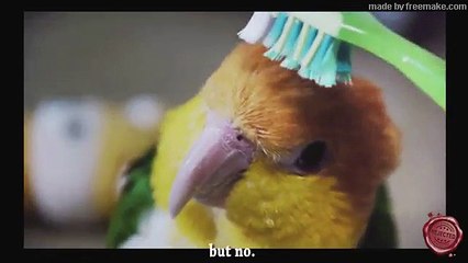 CLASSE PAS CLASSE  - PAROLE DE CHAT