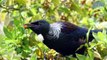 Chim Tui - Loài Chim Có Khả Năng Thực Hiện Được Những Giọng Hót Phức Tạp
