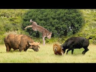 Rarely Seen Buffalo Rescuing Friend Lunch A Powerful Strike Sent Lion  Into The Air