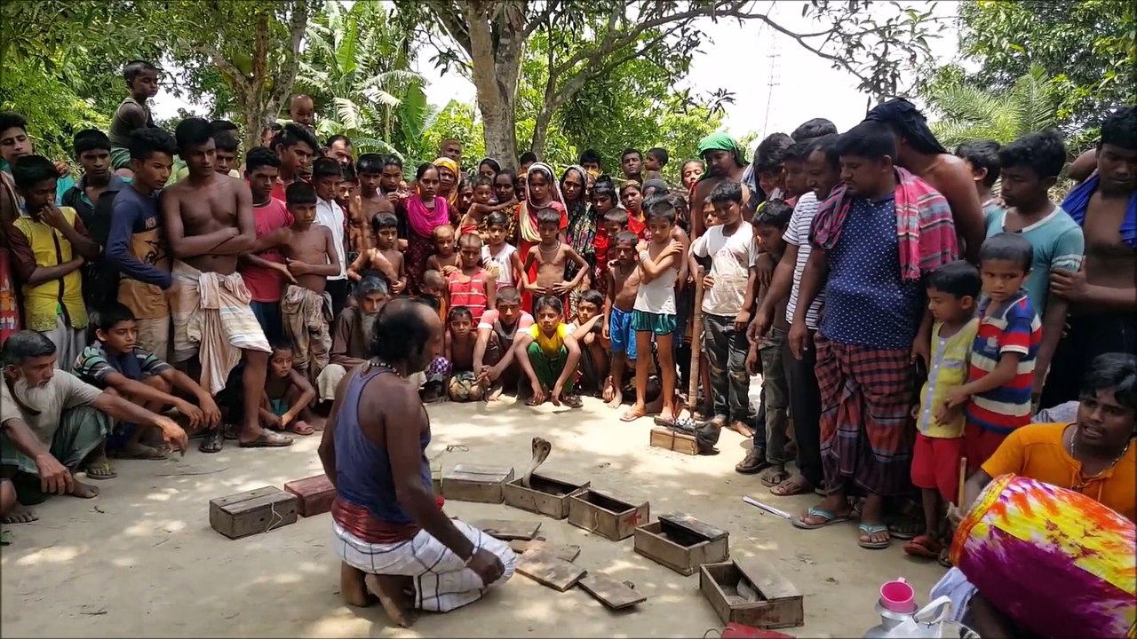 Amazing Snake Playing  Poisonous Snake Cobra & Rat Snake Played By Snake Charmers