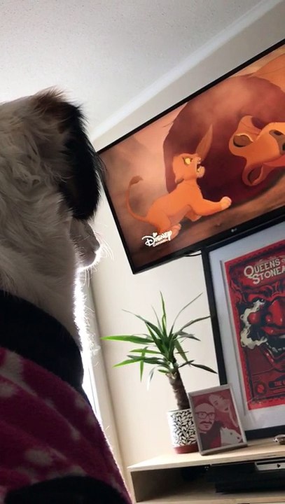 Dog Cries over Cartoon