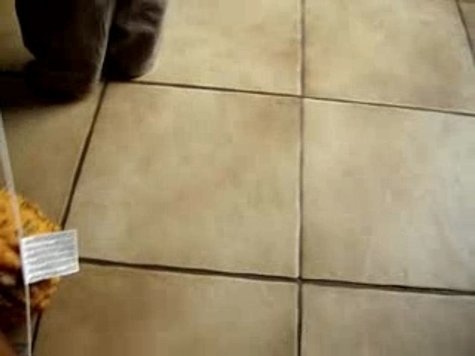 Sophie et ses coincoins