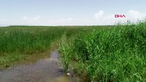 Konya Kurumaya Yüz Tutan Akşehir Gölü'ne, Yağışlar Can Suyu Oldu Hd