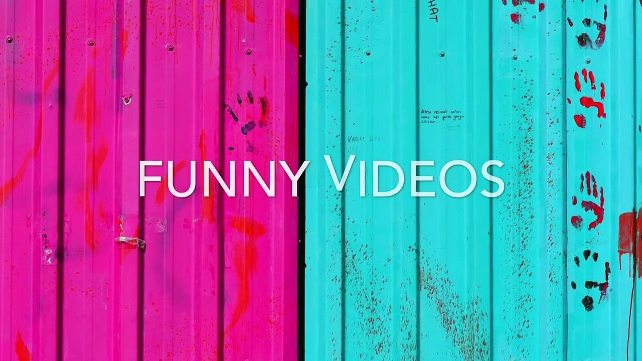 Funny pet video