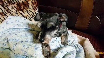 [춘천출장샵]『카톡HIS55 홈피HIS35,NET』춘천콜걸 일본인출장만남 춘천출장안마 여대생콜걸샵추천A 춘천콜걸만남 춘천출장업소 춘천미시만남업소 춘천모텔출장강추 춘천출장마사지 춘천애인대행