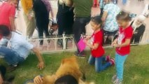 Taksim'de “Çin Aslanı” cinsi köpeklere vatandaşlardan büyük ilgi