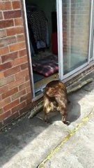 Doggo Solves the Math Problem 🐶