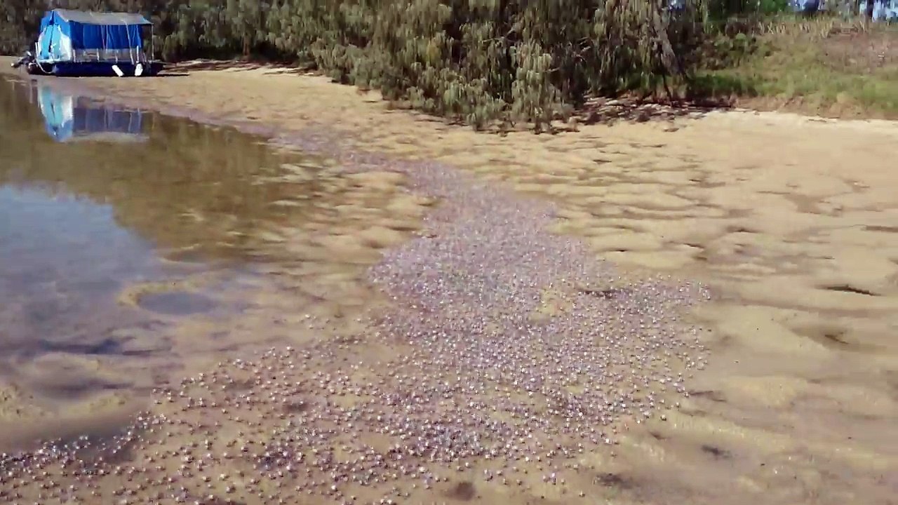 Des millions de crabes marchent sur le sable