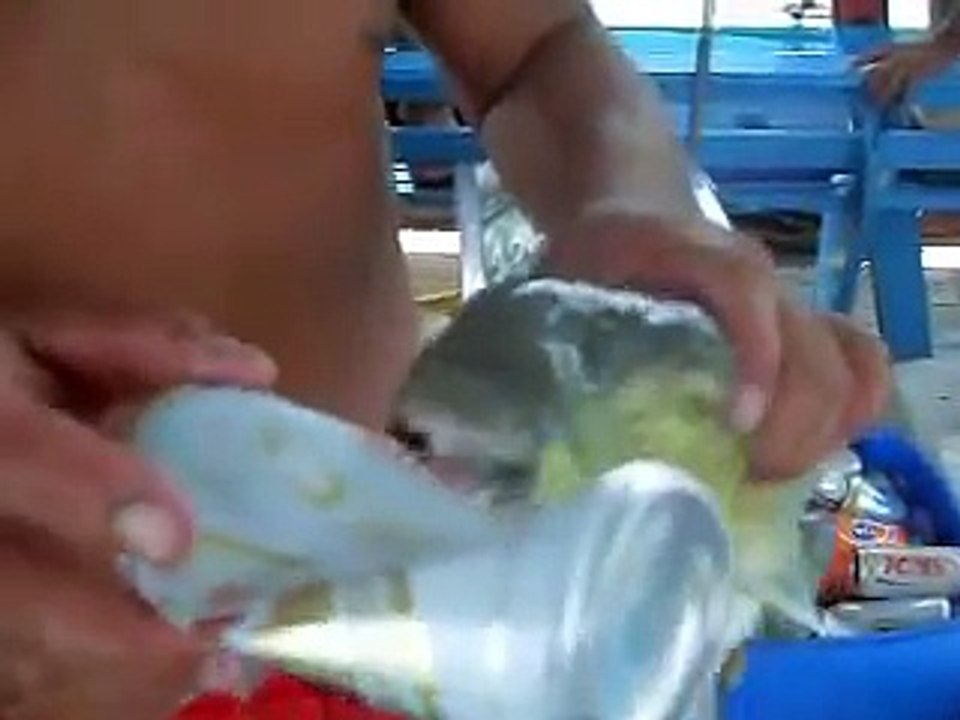 Most Dangerous Fish in The world 2018