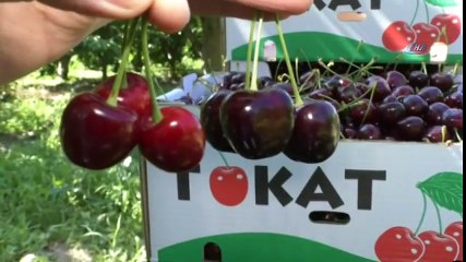 Ceviz İriliğindeki “Ziraat 0900” Cinsi Kirazlar Dikkat Çekiyor