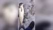Des pêcheurs chinois attrapent un poisson à tête de dauphin ! Créature mysterieuse