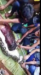 اختفاء امرأة بجزيرة إندونيسية يقود الأهالى لأفعى ضخمة تبتلع سكانها