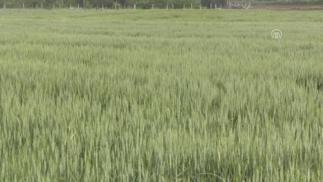Trakya'da Hububatta Yüksek Verim Beklentisi