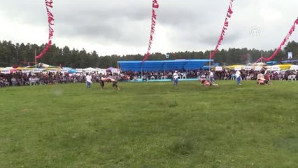 45. Geleneksel Yapraklı Yağlı Güreşleri Başladı