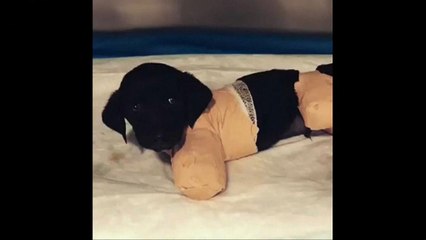 قضية تعذيب كلب تهيمن على الانتخابات التركية