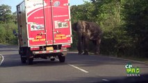 new 2018 wild elephant chasing vehicles at the Katharagama (Sri lanka)