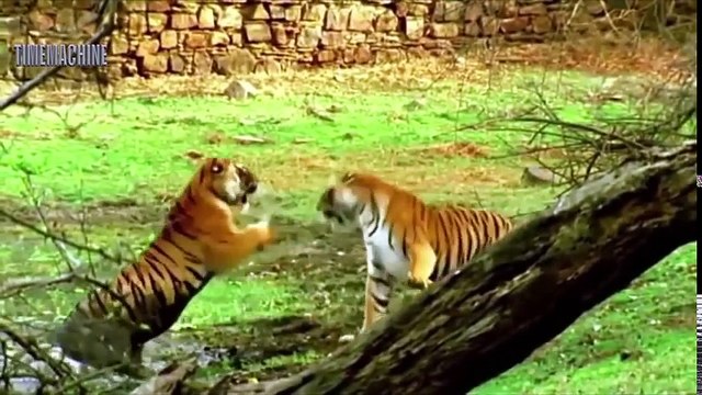 Incredible Fights Elephant vs Lion,Tiger, Hyena, Hippo And Leopard