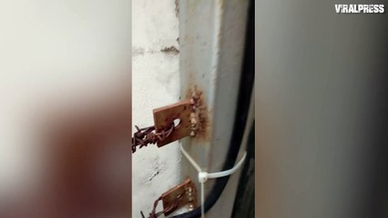 Lizard Bites Lad's Nose