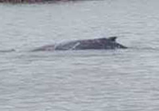 Whale Swims Close to Shore at Queensland's Gladstone Harbour