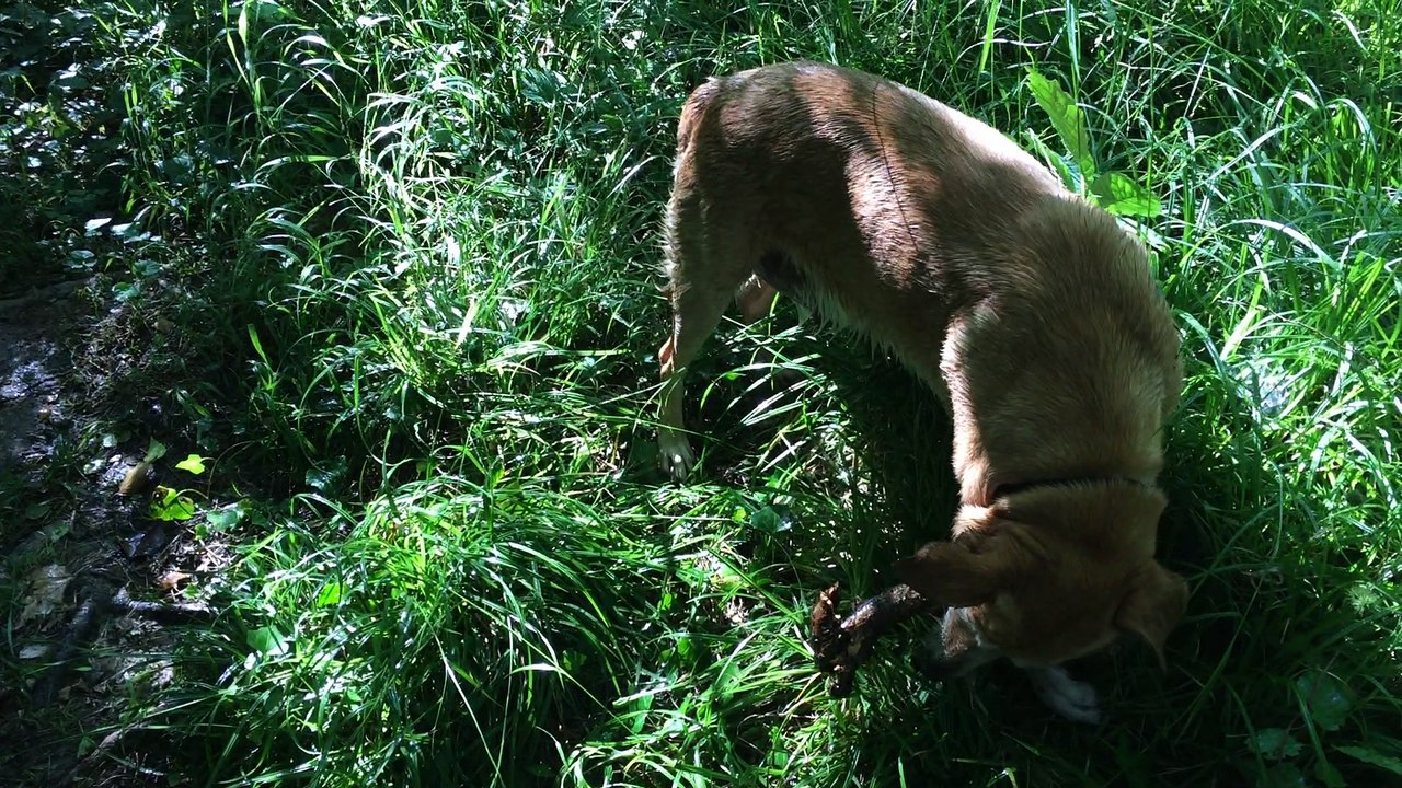 labrador qui joue dans la riviere