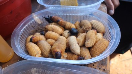 Larvas, hormigas y papas, secretos culinarios de indígenas de Bolivia