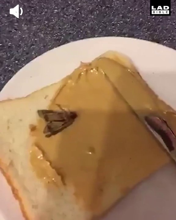 Ce chat va faire un "joli" cadeau à son maitre : un papillon dans son sandwich