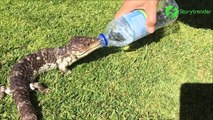 Ce lézard assoiffé vient boire au goulot de la bouteille