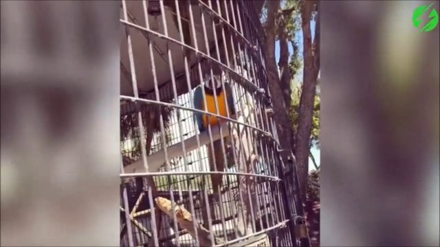 Un perroquet qui aime le hip hop