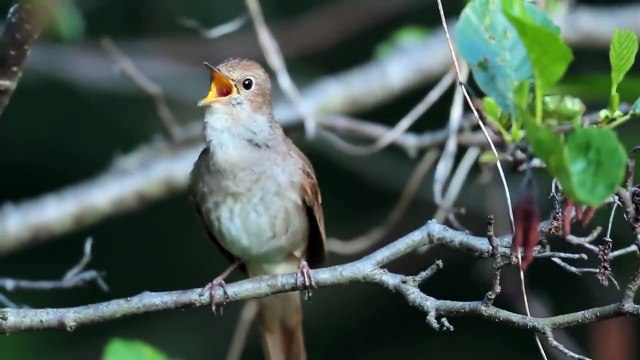 Le chant de cet oiseau est incroyable