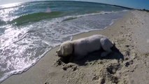 Ce chien est furieux qu'une vague ait rebouché son trou dans le sable