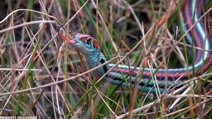 13 Die 13 seltensten und faszinierendsten Schlangen der Welt 🐍