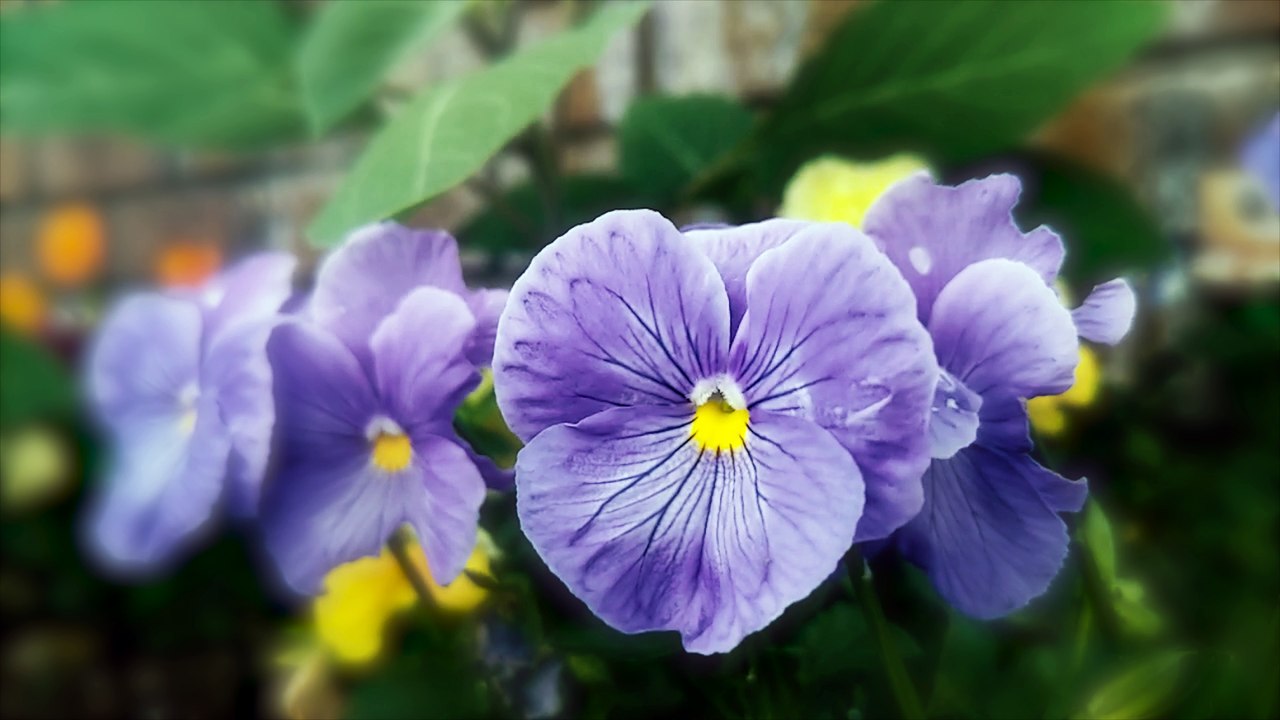 Flowers slowly blowing in the wind 120fps royalty free