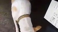 Cão de rua traz sempre um “presente” para a mulher que lhe dá comida todos os dias