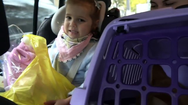 Кошечка Мурка и Катя едут в Котокафе на кошачью вечеринку Мистер Макс Мисс Катя выпуск от 22.11.2016 Много кошек