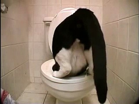 Посрал и упал кот - СМЕЯЛАСЬ ДО СЛЕЗ ))) ! СУПЕР ПРИКОЛ ! 2016