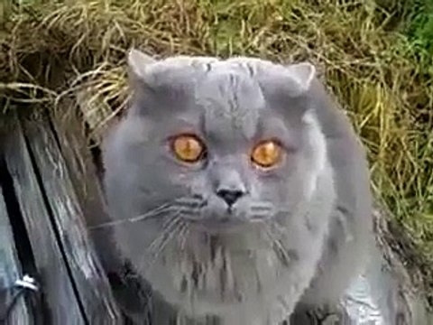 Говорящий кот ругается матом) Смешно и плакать хочется