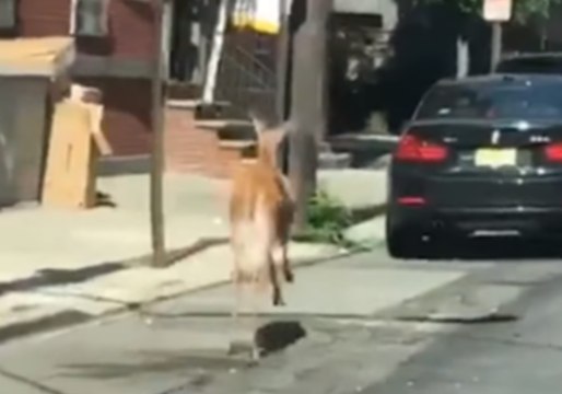 Deer Roam Streets of Hoboken, New Jersey