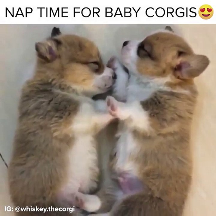 So sleepy, so cute