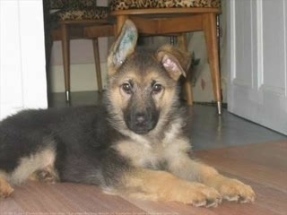 Berger allemand de johanna