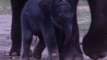 Tiny Asian Elephant Calf Born at Dubbo Zoo