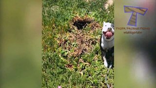 Just look at ALL THE WAYS how DOGS DIG HOLES - You have NO IDEA HOW FUNNY THIS IS!