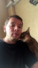 Un chat veut manger du poulet